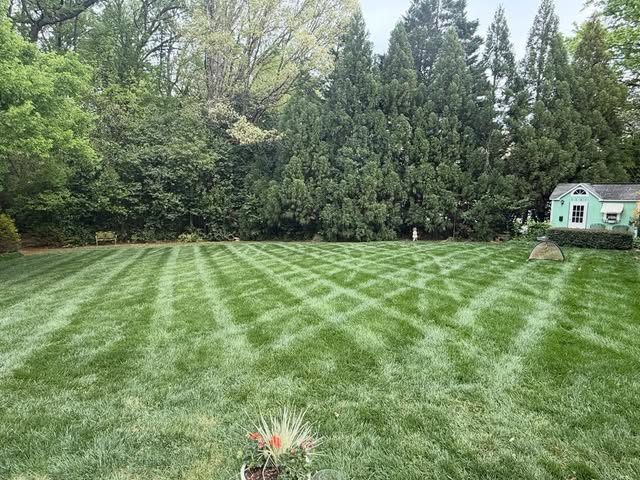 Checkerboard-striped lawn backed by tall evergreens